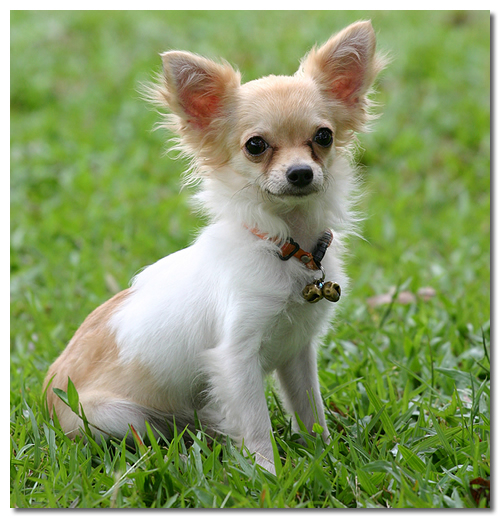 Smallest dog breed