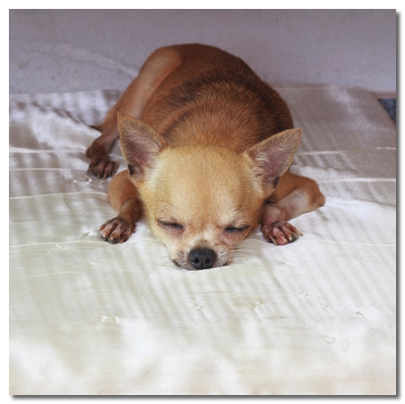 Best Chihuahua Puppy Potty Training Tips | animalgals