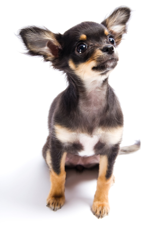 Comparing The Differences Between Long-Coat and Smooth-Coat Chihuahuas