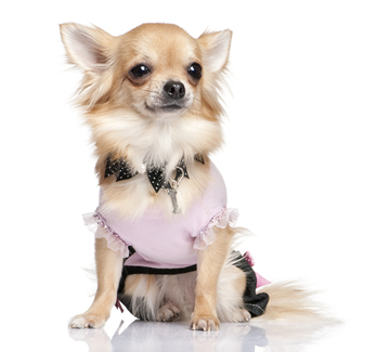 What are the different sizes of Chihuahuas?