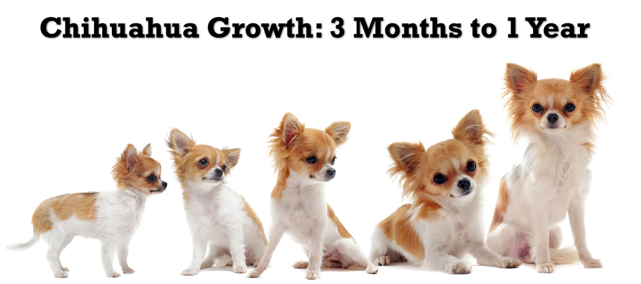 What are the different sizes of Chihuahuas?