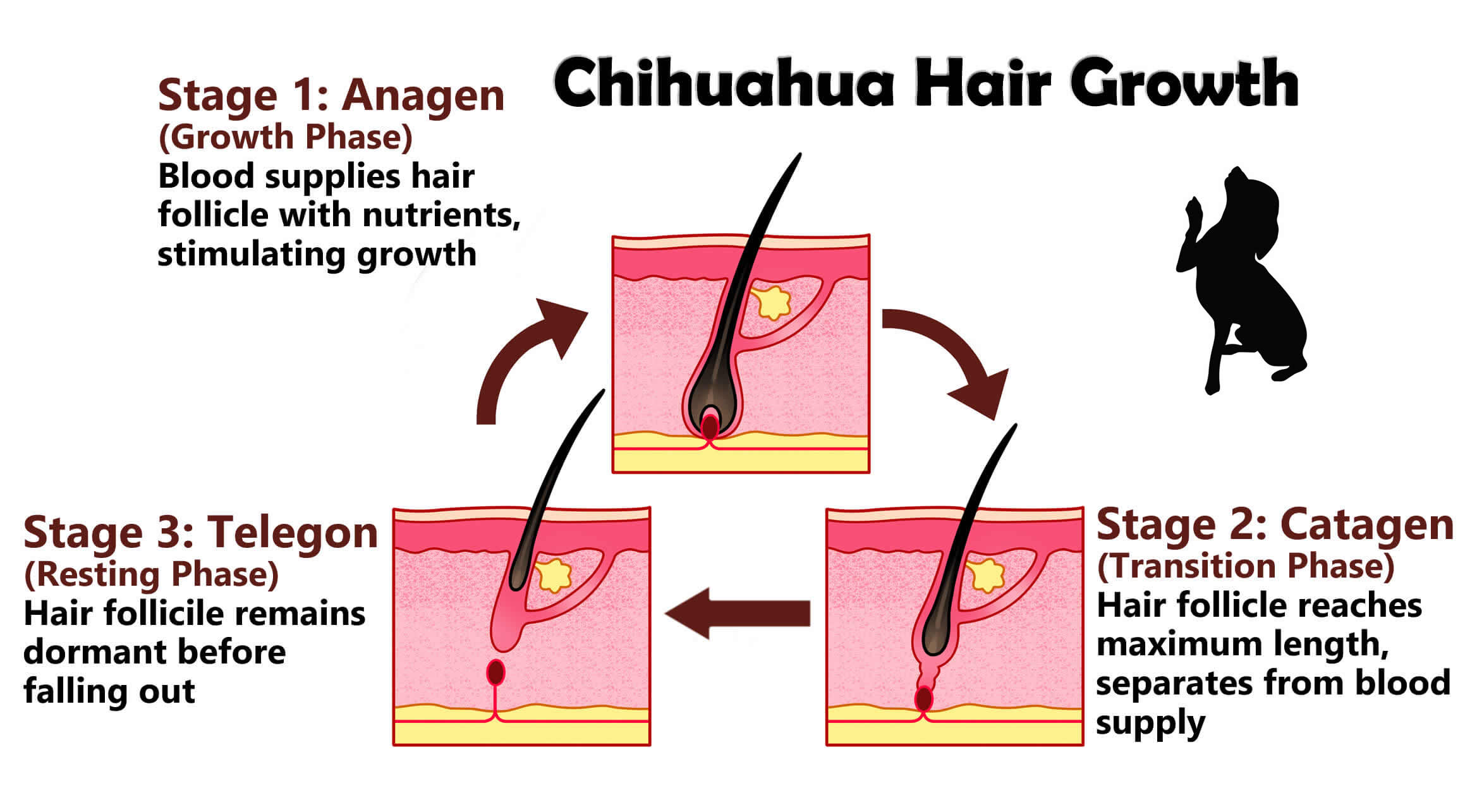 Dealing With A Shedding Chihuahua