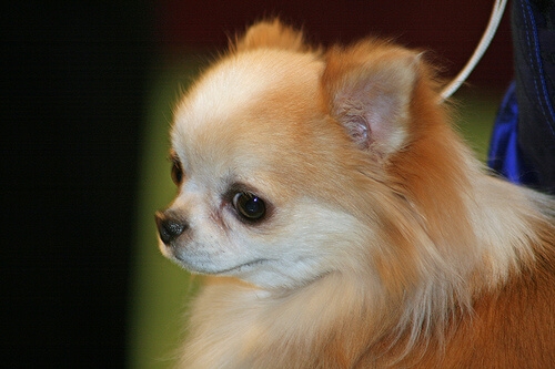 dome head chihuahua