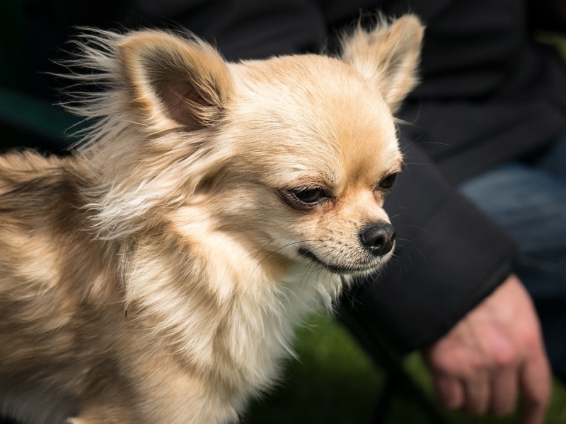 dome head chihuahua