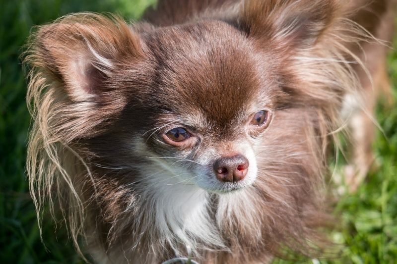 long haired apple head chihuahua