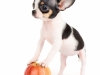 Black and white apple head Chihuahua... with an actual apple