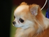Apple head Chihuahua close-up