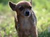 Chihuahua sunning outside