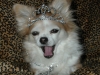 Long-coat Chihuahua wearing a tiara