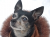 Chihuahua wearing a snow jacket