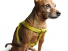 Chihuahua wearing a harness