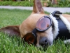 Chihuahua with 'Doggles' eyewear
