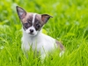 Cute Chihuahua puppy playing in the grass