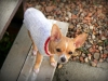 Chihuahua wearing a sweater