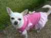 Daisy: pretty in pink
