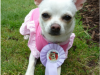 Daisy with her rosette