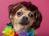 Close-up of Chihuahua wearing wig and colorful lei