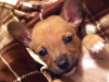 The "Cutest Chihuahua" sent to us by Heather