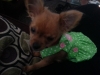 Lilly, sent to us by a Chihuahua Wardrobe fan