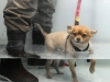 Mia the Chihuahua enjoying hydrotherapy (Google it)