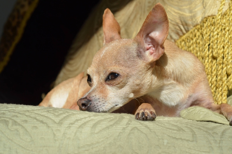 Deer Eared Chihuahua - My Partents' Dog Kiki | Loulou Downtown