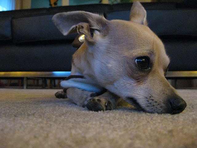 grey apple head chihuahua