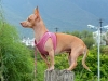 Deer head Chihuahua perched atop a stump