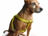 Deer head Chihuahua wearing a harness