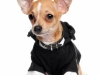 Deer head Chihuahua wearing shirt