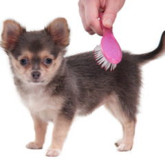 Chihuahua Being Brushed