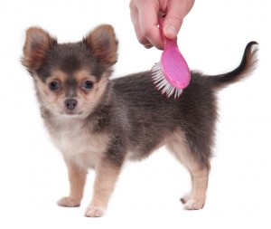 Chihuahua Being Brushed