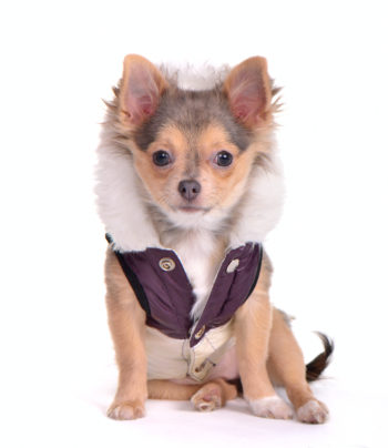 Chihuahua Wearing Fur-Lined Coat