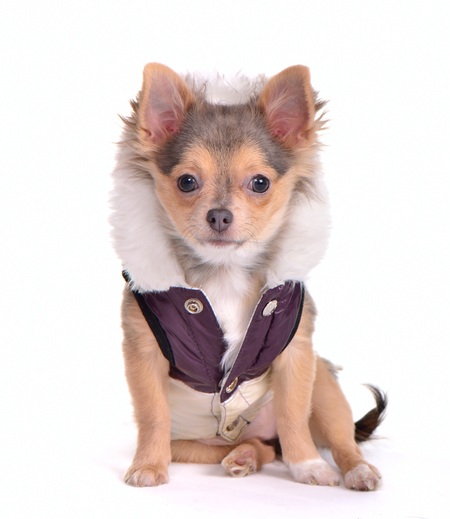 coats for chihuahuas