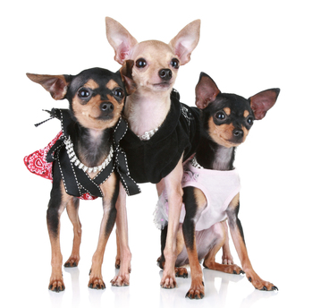 Three Chihuahuas Wearing Clothes