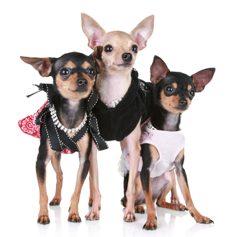 miniature chihuahua clothes