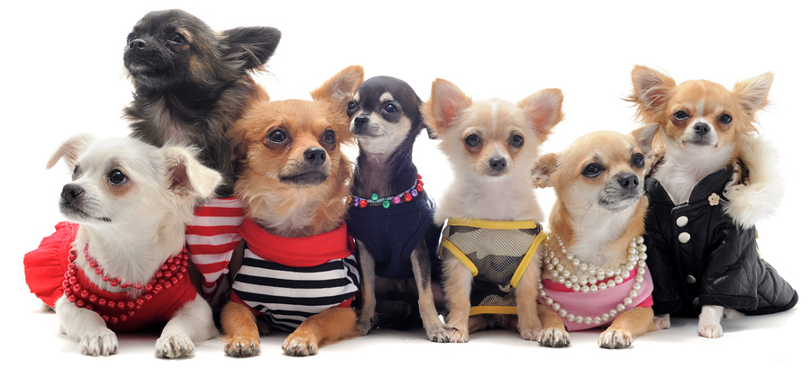 Chihuahuas Wearing Clothes