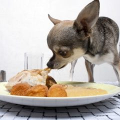 Foods your Chihuahua shouldn't eat