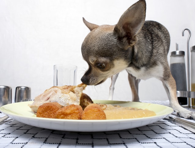 Foods Your Chihuahua Shouldn't Eat