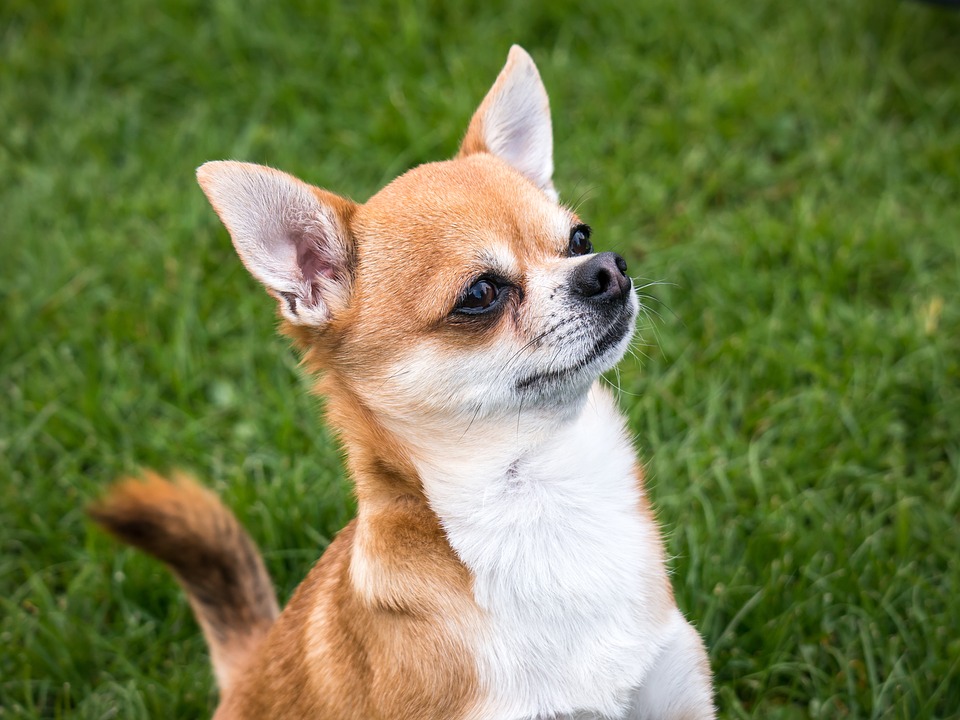 Smooth-coat Chihuahua