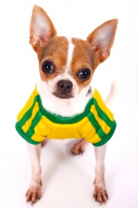 Chihuahua Wearing a Shirt