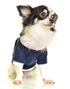 Blue Chihuahua Shirt