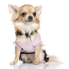 Female Chihuahua