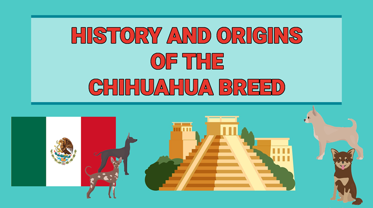 History and origins of the Chihuahua breed