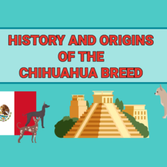 Thumbnail of the history and origins of the Chihuahua breed