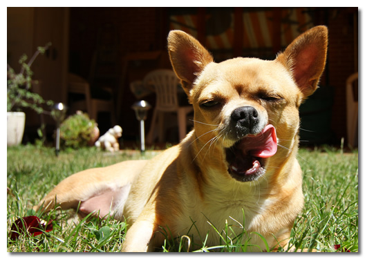 Microchipped Chihuahua Sunning