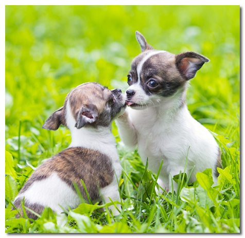 old teacup chihuahua