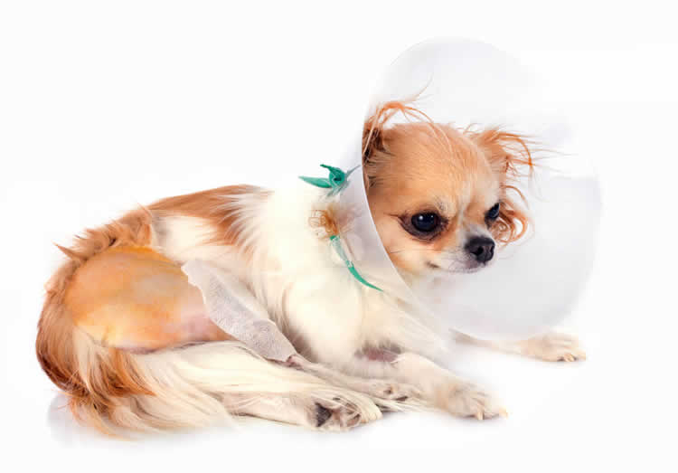 Chihuahua recovering from patellar luxation surgery