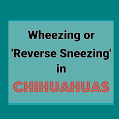 Thumbnail for Chihuahua reverse sneezing or wheezing