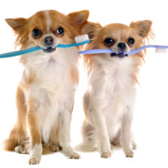 Chihuahuas With Toothbrush
