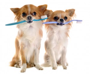 Chihuahuas With Toothbrush